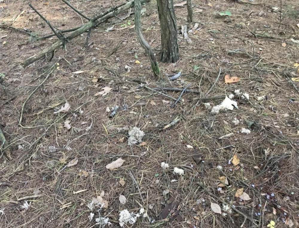 North Georgia forest floor carpeted with loblolly pine needles — the dominant pine species across the CSRA region